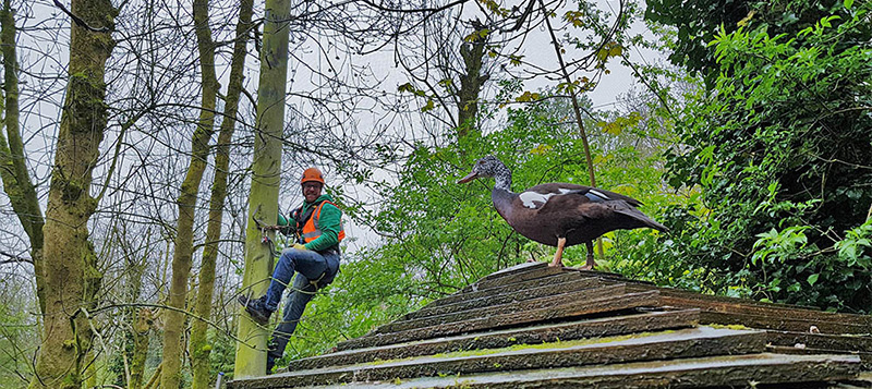 Zoo enclosure and aviary maintenance Gallery Image