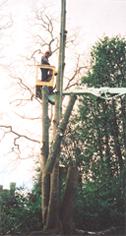 Tree Tops Logging Image